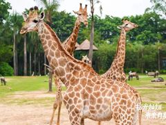 -广州长隆野生动物世界