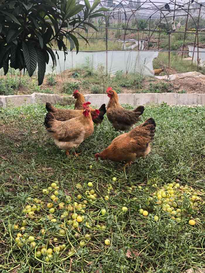 名夫果园生态农庄-"早就听说过名夫果园在太湖边上 有蛮大的牌.