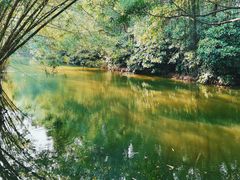 -大湾区中央湿地公园