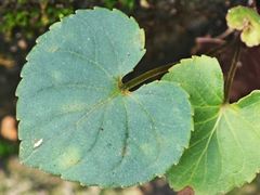 -雁荡山风景名胜区-朝阳洞