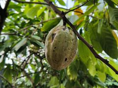 -歌斐颂巧克力小镇