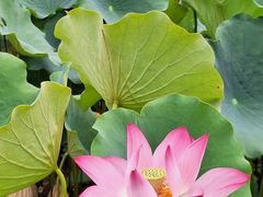 -莲花池公园