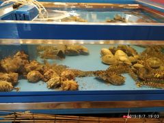 -鰓呼吸 石垣島 美崎町店