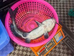 -古城苗家土菜馆(河景餐厅店)