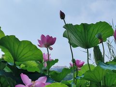 -济南大明湖景区