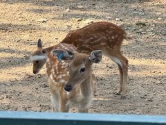 -大连森林动物园