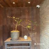 北京下午茶｜南锣鼓巷胡同里的神秘仙境～元古本店