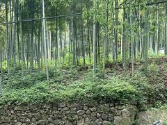 -东明山森林公园