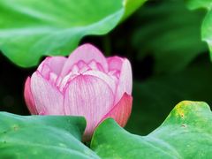 -陈家山荷花公园