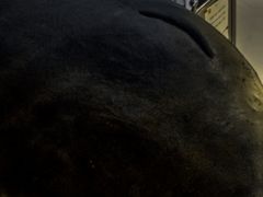 -上海海洋大学鱼文化博物馆(军工路校区)