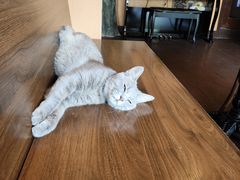 -猫岛主趣味餐厅(鼓浪屿店)