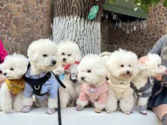 -J Create城市露营咖啡·简餐·宠物(上海动物园店)