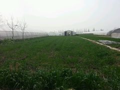 -青浦采草莓天天草莓园