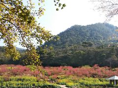 -广州市石门国家森林公园