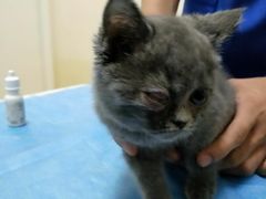 -芭比堂动物医院·犬猫全科·异宠专科(雁塔分院)