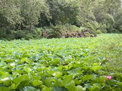 -合肥滨湖国家森林公园