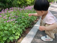 -合肥滨湖国家森林公园