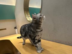 -飞行喵MR PILOT|猫舍·猫咖(静安大融城店)