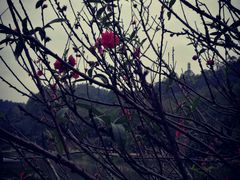 -南国桃园旅游度假区