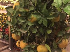 -潮福城大酒楼·潮味粤品·港式点心(湖滨北路店)