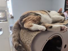 -Cappucimeow猫咪咖啡馆(韦伯时代店)