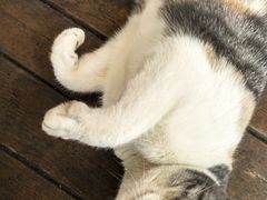 -SKROLL卡特司库·蛋糕定制·生吐司·司康(古北程家桥店)