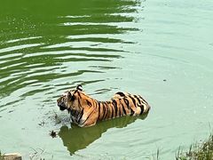 -西霞口神雕山野生动物世界