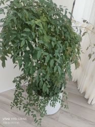 -HEYAN荷妍专业脱毛连锁机构