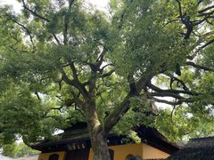 -西园戒幢律寺