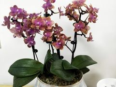 -双季花艺园艺市场(浦东店)