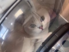 -瑞派·关忠动物医院·猫专科·犬专科(三环新城店)