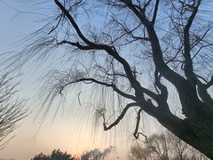-塘沽森林公园