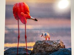 -罗红摄影艺术馆