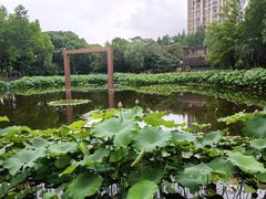 -陈家山荷花公园