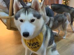 -Husky Go! 哈士奇体验馆·宠物咖啡厅狗咖