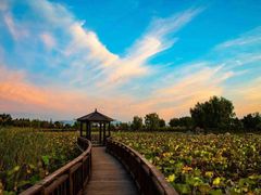 -羊亭河湿地公园