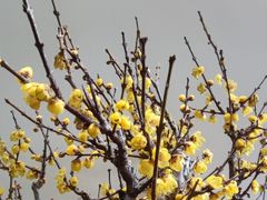 -无锡梅园公园