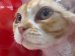 -babydoll猫舍·米努特·德文·缅因(久光中心店)