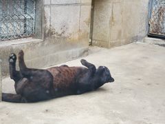 -西安秦岭野生动物园