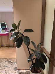 -北京漾格医疗美容医院