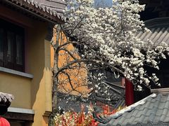 -灵谷景区