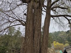 -潭柘寺景区