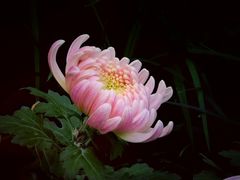 -杭州植物园