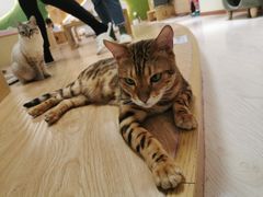 -猫和宫(六道口店)