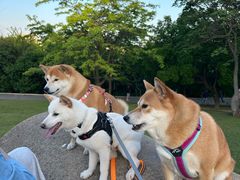 -甘井子公园