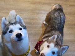 -Husky Go! 哈士奇体验馆·宠物咖啡厅狗咖