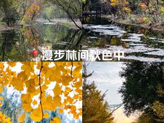 -长白岛森林公园