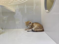 -小猫来了·猫舍(红山六九七九店)