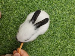 -萌宠亲子动物乐园(槐房万达店)