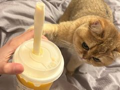 -阿嬷手作(成都万象城店)